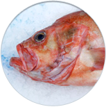 redfish round