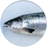 salmon round